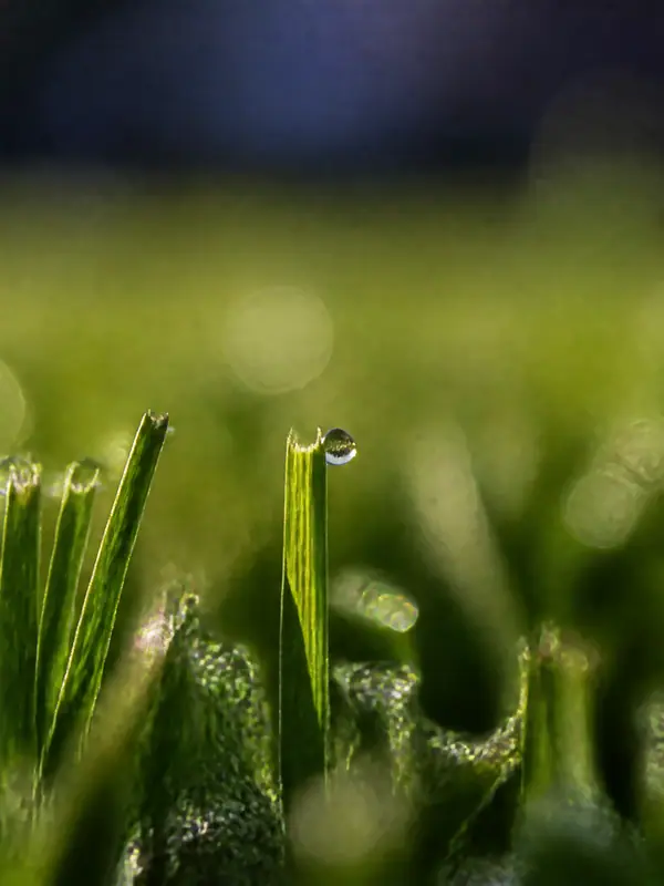 Grass Macro, 3840 by 2160 pixels (AI-generated image)
